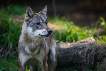 Obraz premium Portrait of a gray wolf in the forest