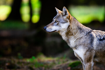 Obraz premium Portrait of a gray wolf in the forest