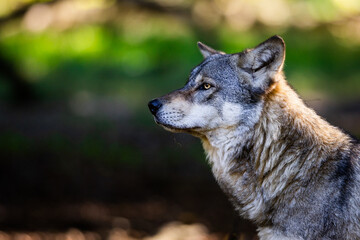 Naklejka premium Portrait of a gray wolf in the forest