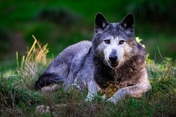 Obraz premium Portrait of a black wolf or timberwolf in the forest