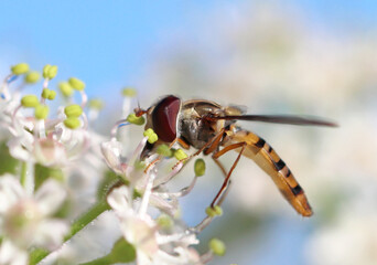 Schwebfliege an weißer Blüte