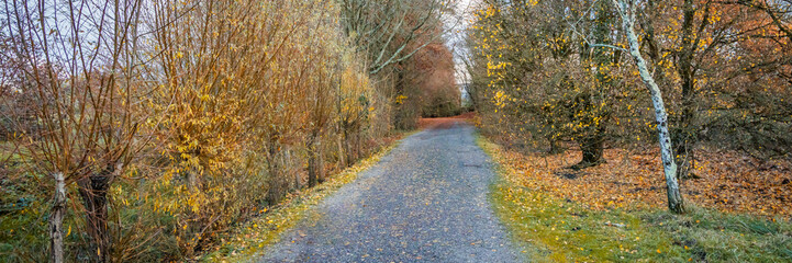 Country road in Autumn in a French forest in Gironde