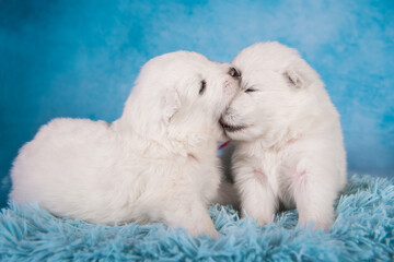 Two small one month old cute white Samoyed puppies dogs