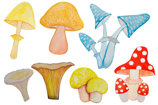 Different mushrooms painted in watercolor and isolated on a transparent background.