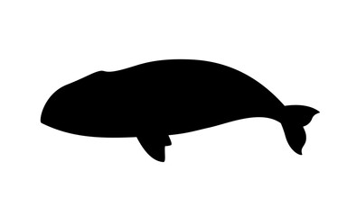 Silhouette of bowhead whale
