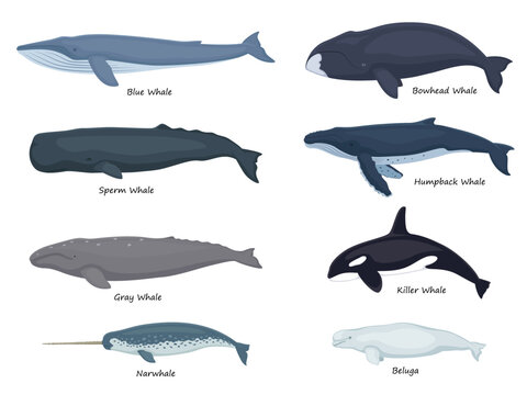 Set whales with inscriptions