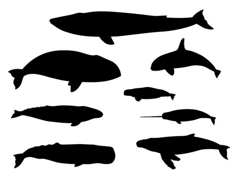 Set of whale silhouettes