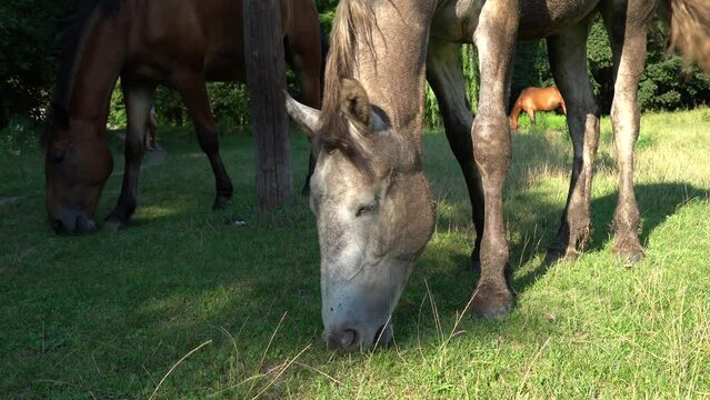 Two beautiful horses graze in pasture. Brown and gray mare equus caballus eat green grass. Herd female perissodactyla on free paddock eating plants on sunny day. Bay and roan horses.