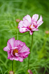 Obraz premium コスモス