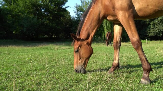 Beautiful little foal grazing in pasture. Brown horse eating green grass. Little foal equus caballus with black tail and mane on the field. Ginger perissodactyla pluck and eating plants on sunny day.