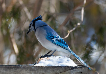 A Blue Jay Looking Down