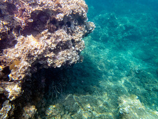 Fondale marino punta delle formiche