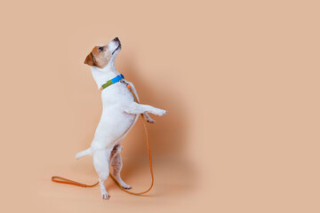 Active and agile dog jumping high on solid color background