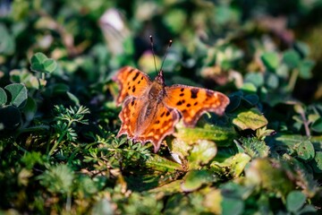 Butterfly in the grass