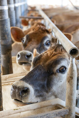 Jersey cows in a milking parlor
