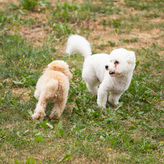 Apricot toy poodle has fun playing on a walk with white bichons - decorative dog breeds