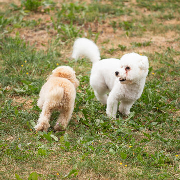 Apricot toy poodle has fun playing on a walk with white bichons - decorative dog breeds