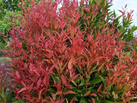 red shoots plants (Syzygium paniculatum) in the morning