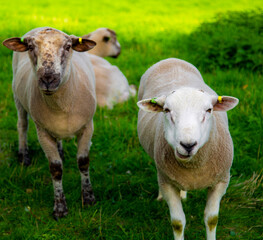 Smiling sheeps on the field