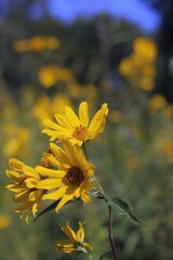 yellow flowers in the garden