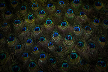Beautiful and colorful peacock bird feathers seamless abstract pattern texture design natural...