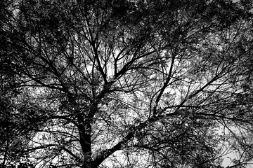 Black and white image of a tree.