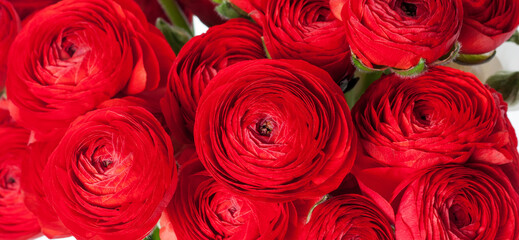 Red flowers.Background of delicate red flowers.