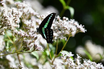 フジバカマにとまるアオスジアゲハ