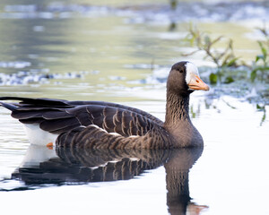 Greater White-Fronted Goose on pond