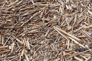 Dried reed lies on the shore of the Gulf of Finland on the sand.