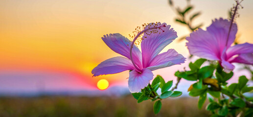 Beautiful  of blooming pink hibiscus flower against sunset golden light and blurry soft ten pink...