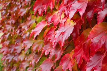 Autumn Red foliage boston ivy on a building exterior. Selective focus
