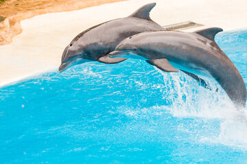 Two bottlenose dolphins jumping in an aquarium pool