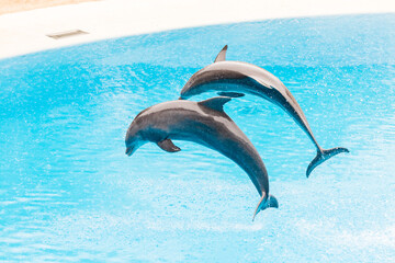 Two captive bottlenose dolphins or Tursiops truncatus making a show for tourists by jumping into an...
