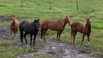 Many beautiful horses in a field