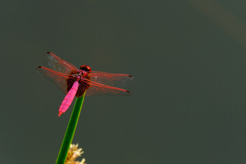 赤とんぼ (ベニトンボ)