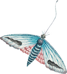 watercolor butterfly