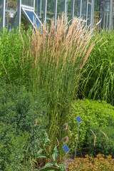 Veinik ostrotsvetkovy;  calamagrostis, an ornamental cereal plant, grown in the garden