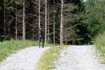 Fototapeta premium A beautiful dog in a trail