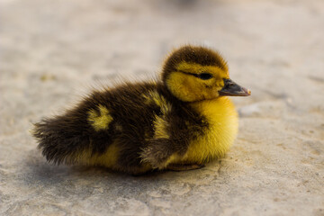 little two-tone duckling