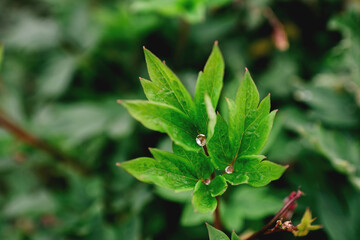 Three tiny water drops diamond like inside peony flower leaves