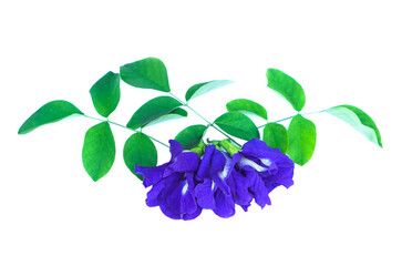 Butterfly pea flower, blue flowers with green leaves,  isolated on white background. Concept : Asian flower that can be extracted blue , used as nature      color to mix into food or baverages.       