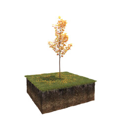 Autumn tree and soil cut under it. isolate on a transparent background, 3D illustration, cg render