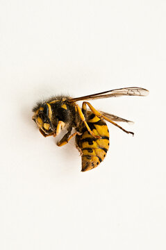 Dead Wasp Isolated