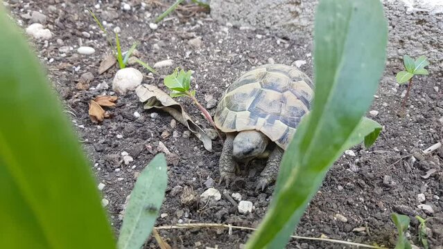 A small green turtle in the garden eating plant roots
