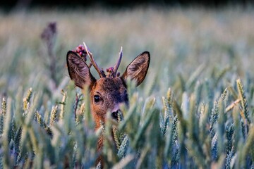 Close-up shot of a beautiful deer hiding in a wheat field