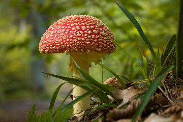 Fly agaric, mushroom. Amanita muscaria or fly agaric red cap. Fly amanita in the undergrowth in the  forest autumn time.