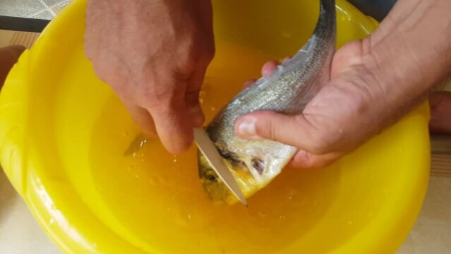A man uses a knife to descale and clean a freshly caught sea bream (Diplodus sargus) to prepare a delicious dish
