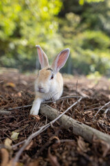 近づいてくるウサギ