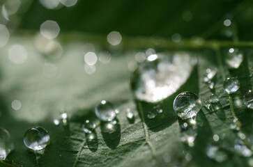 Fototapeta premium After the rain